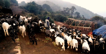 लेकाली भेगका किसानको रोजाइमा भेडापालन, वार्षिक ९ लाख आम्दानी